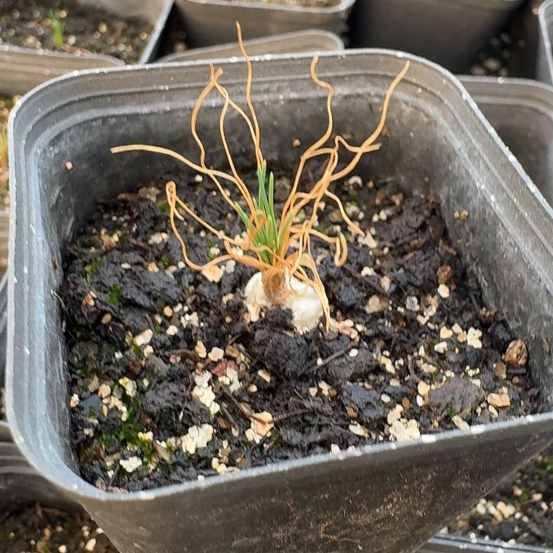 nuwerus不知名小球根带盆