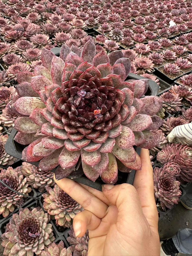 16#魔葵 多肉植物 前男友精品多肉