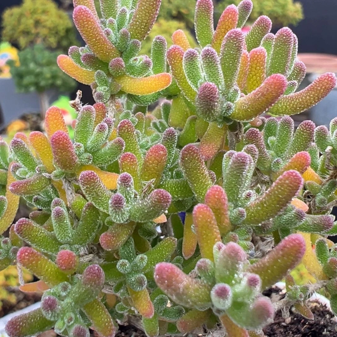 dy6925精控冰川冠幅7cm