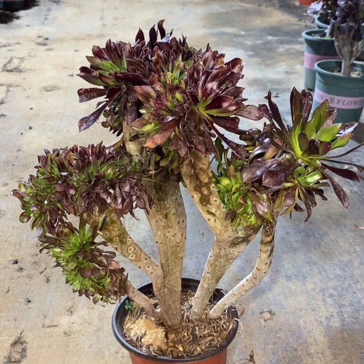 黑法缀多肉植物48