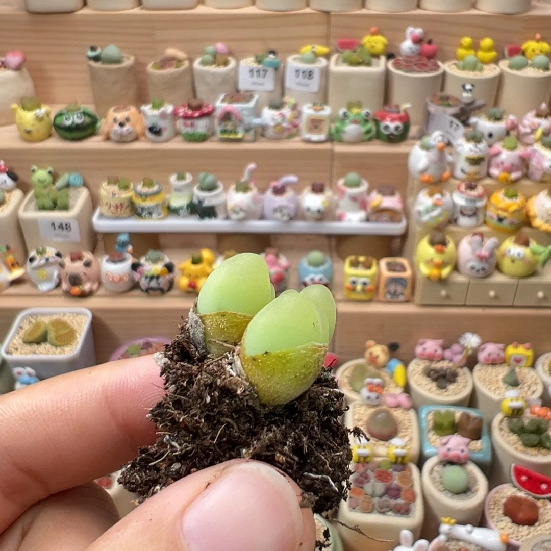 夏***蝶多肉植物158号三头