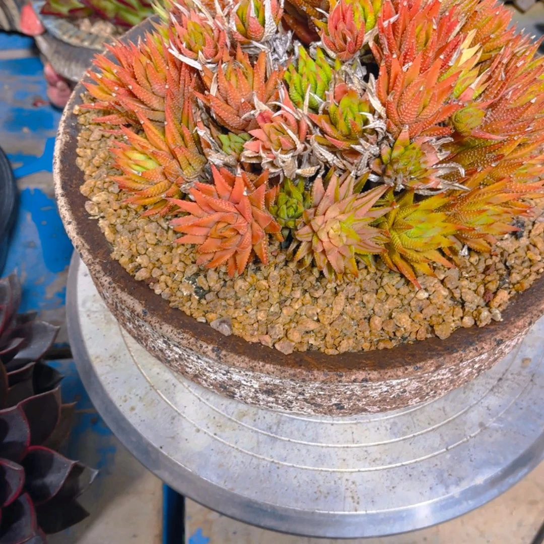 森***＊多肉植物保护研究所所长的诺言