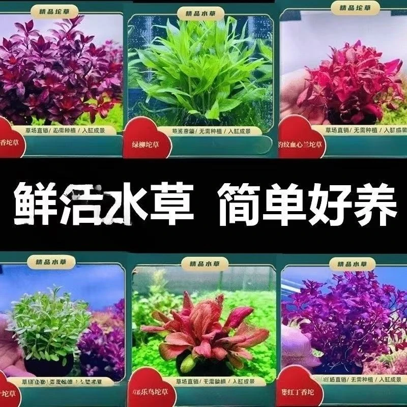 新手懒人水草 买五送一