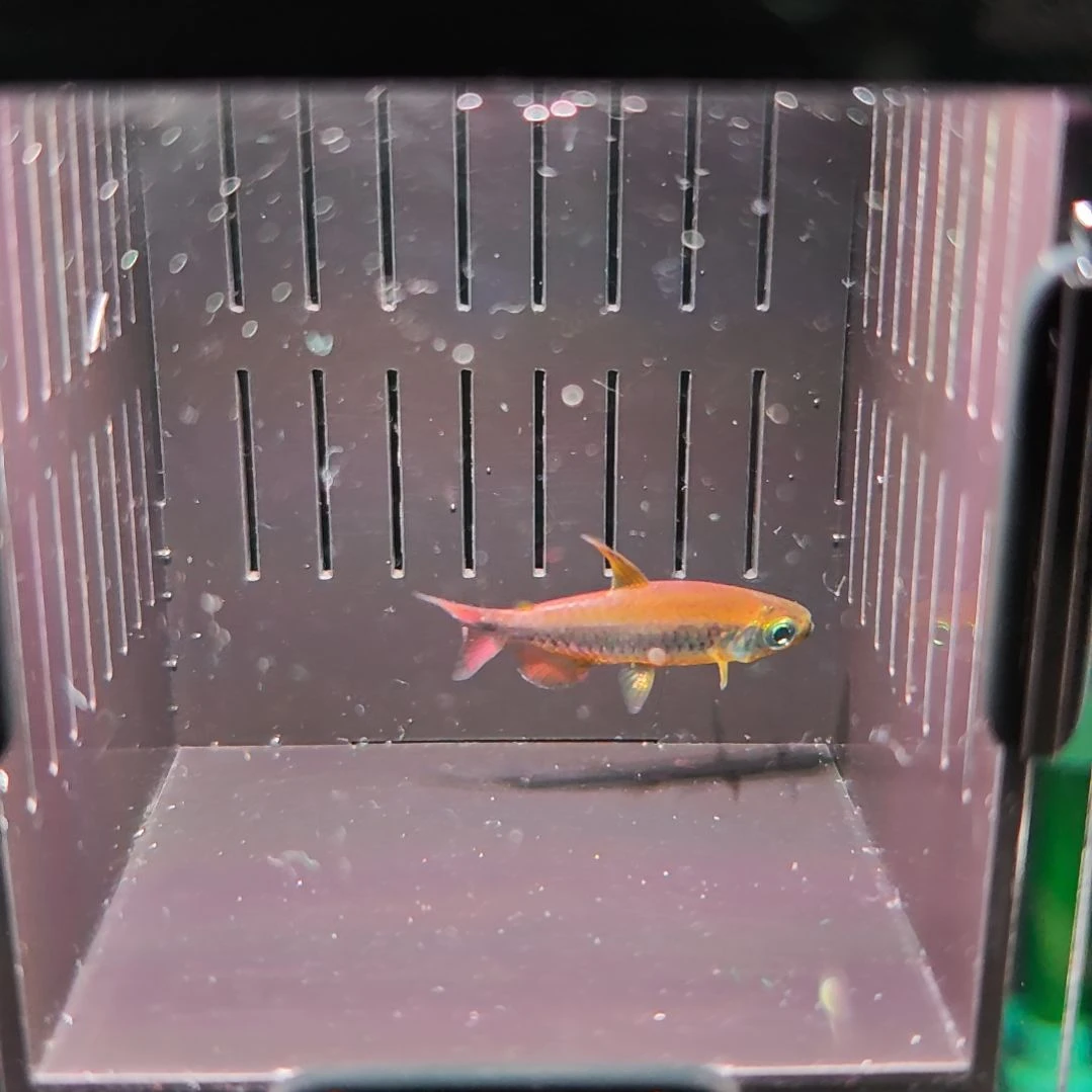 灯科鱼橘艳麻瓜刚果灯