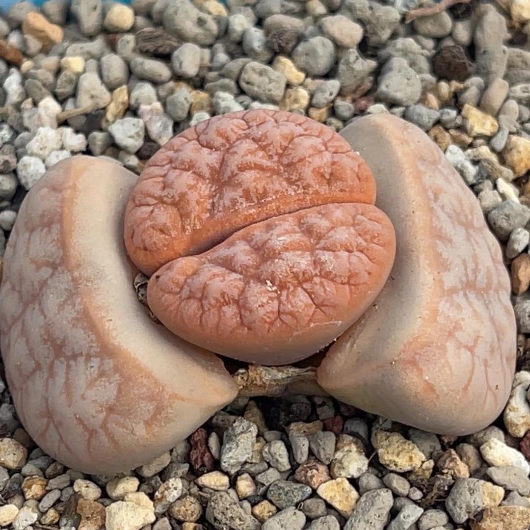 8274凹凸铁189一颗