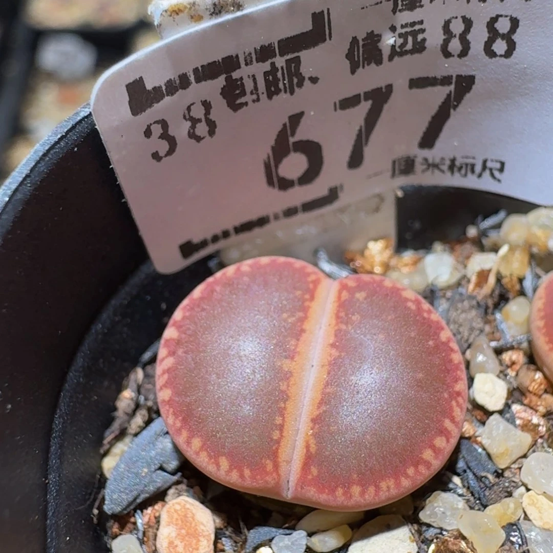 Ssss生石花肉锥677