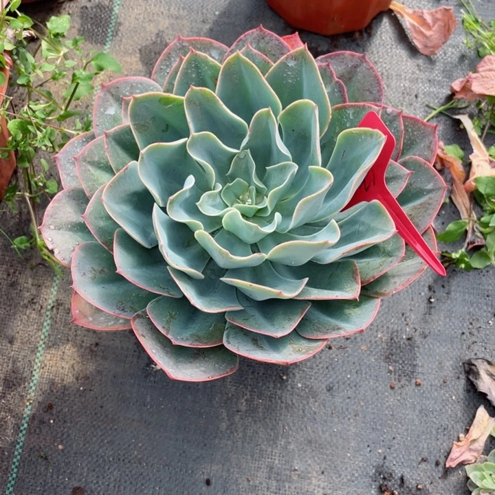 紫漁，蓝宫，周老太多肉