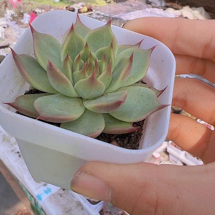 托斯卡带盆19包邮