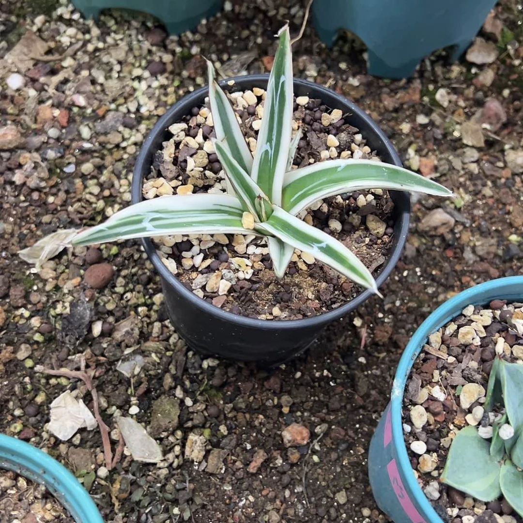 感****！冰山龙舌兰进植物