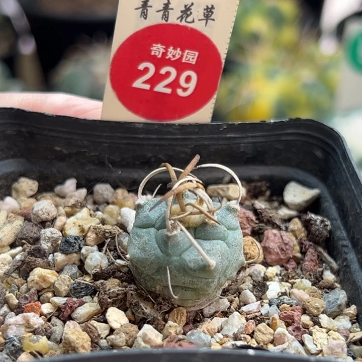 实生碳粗刺优选娇丽