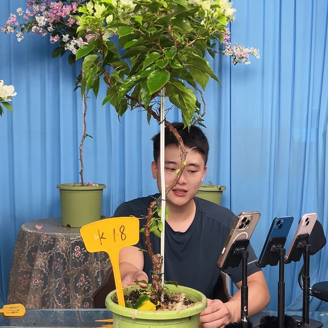 云***当前无花栽培后可以开花K18白狐狸