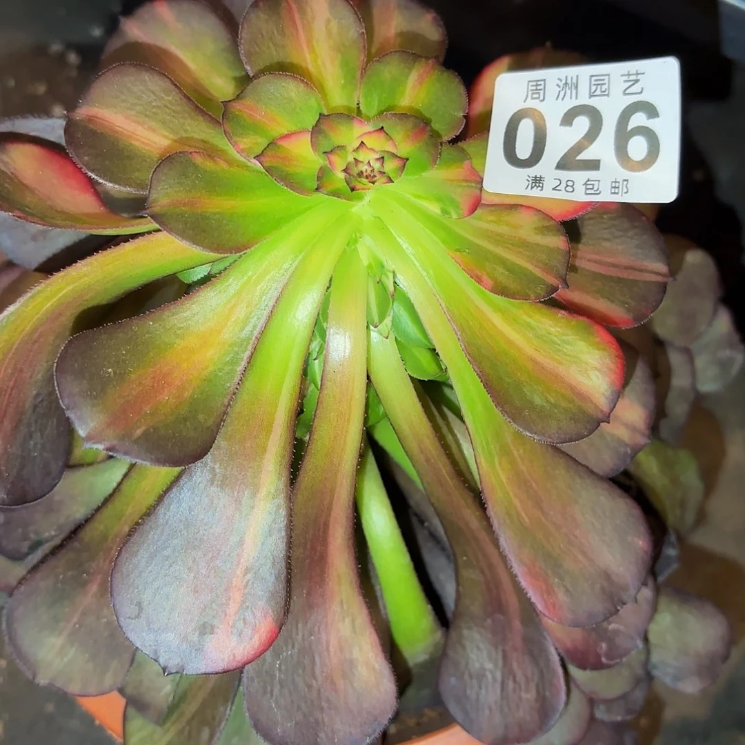 国***?带伤七彩脱土发026