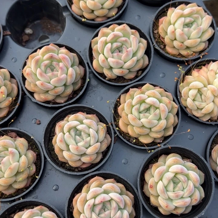 琴心一颗4cm 量拍多肉满20包邮初7发