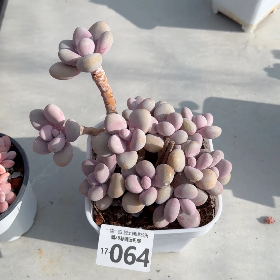 大桃蛋群整桩多肉