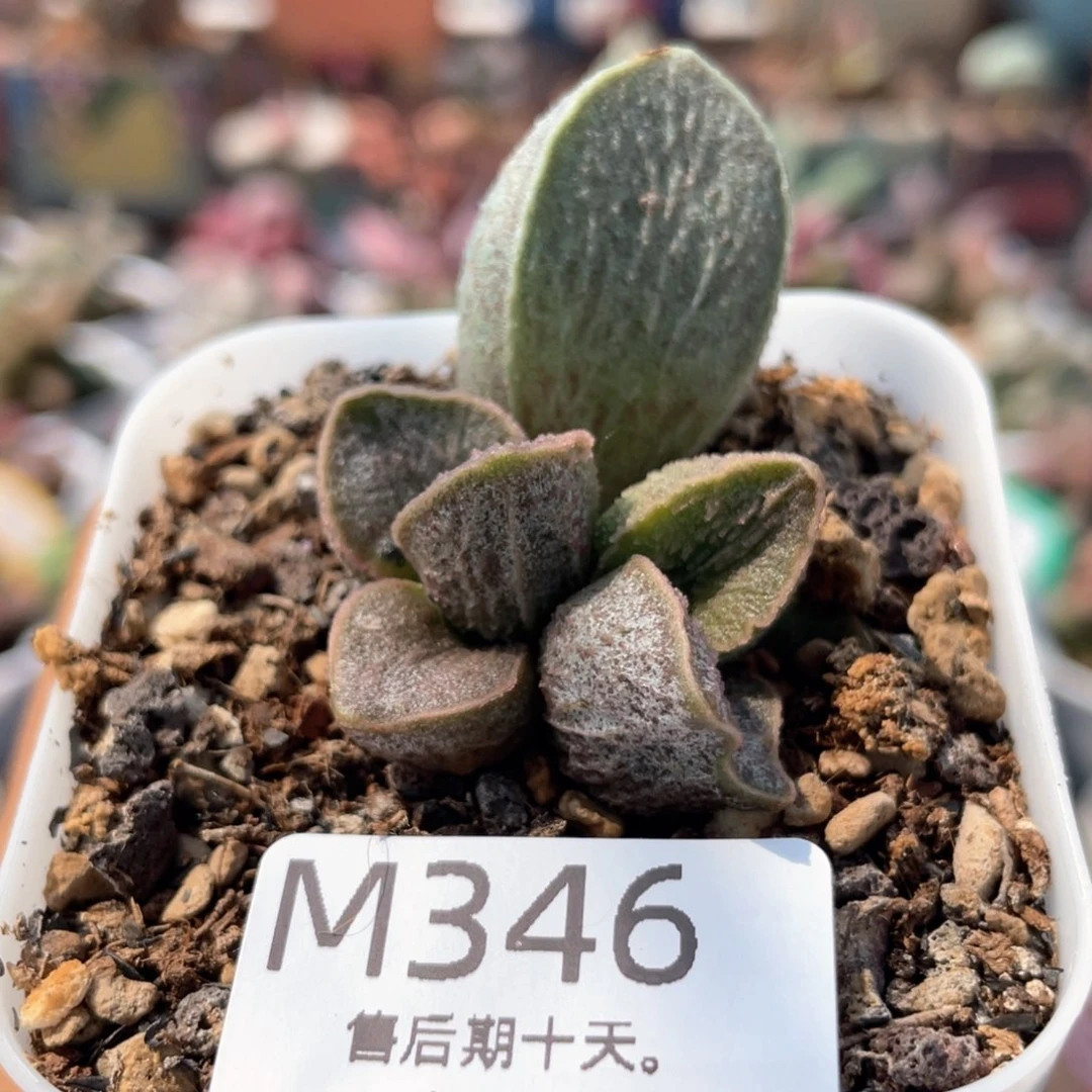 司音。     346。