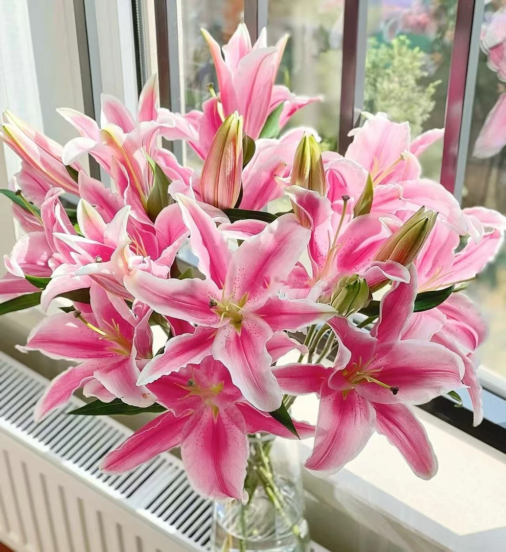 【马龙】香水百合云南基地直发