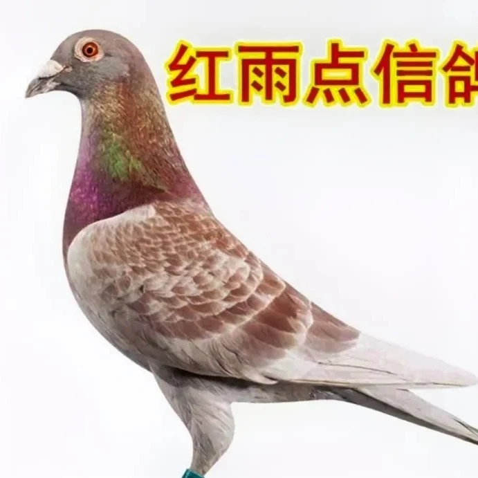 红狐血统信鸽种鸽后代公棚成绩赛鸽原配种鸽