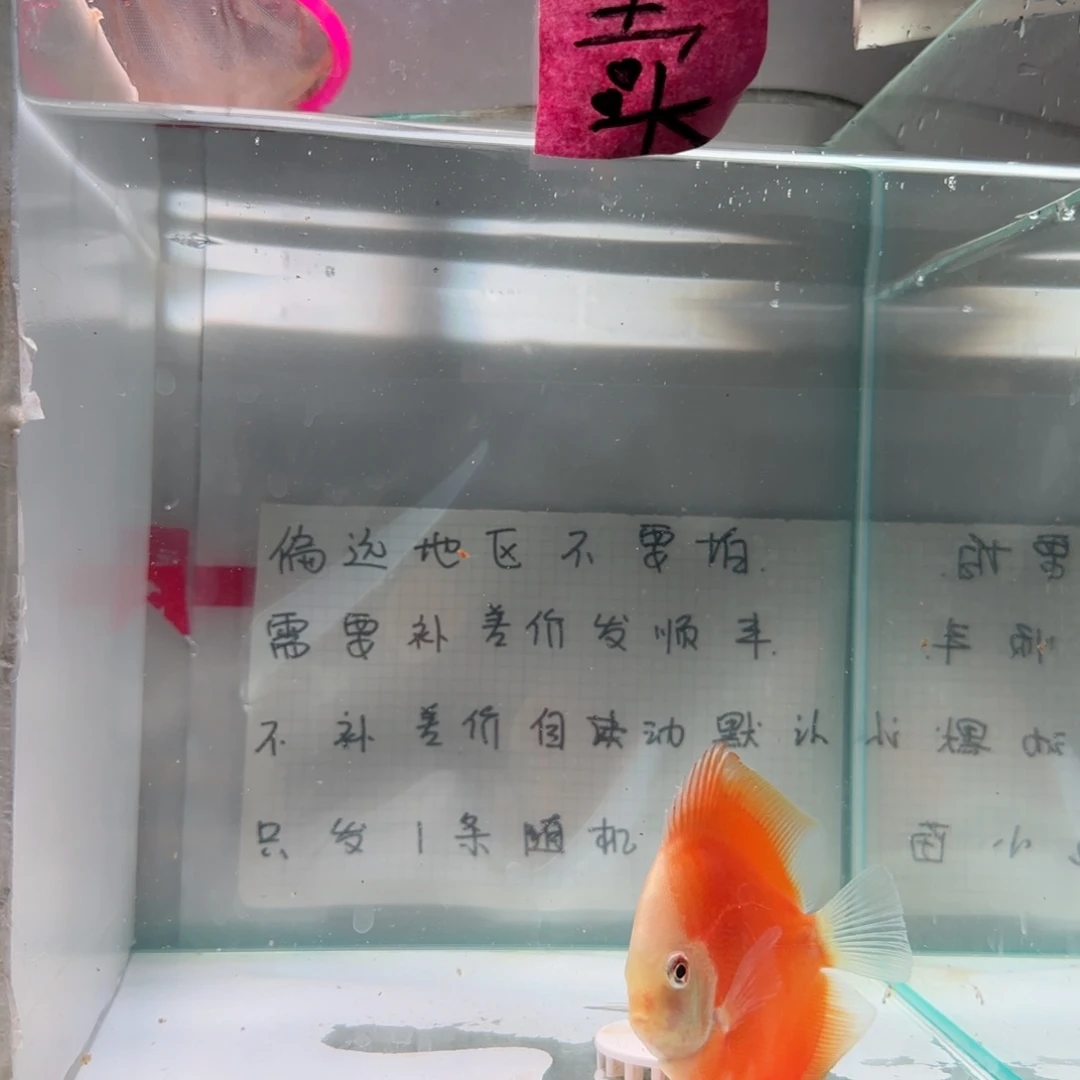 七彩神仙鱼肉身8左右，偏远地区不拍