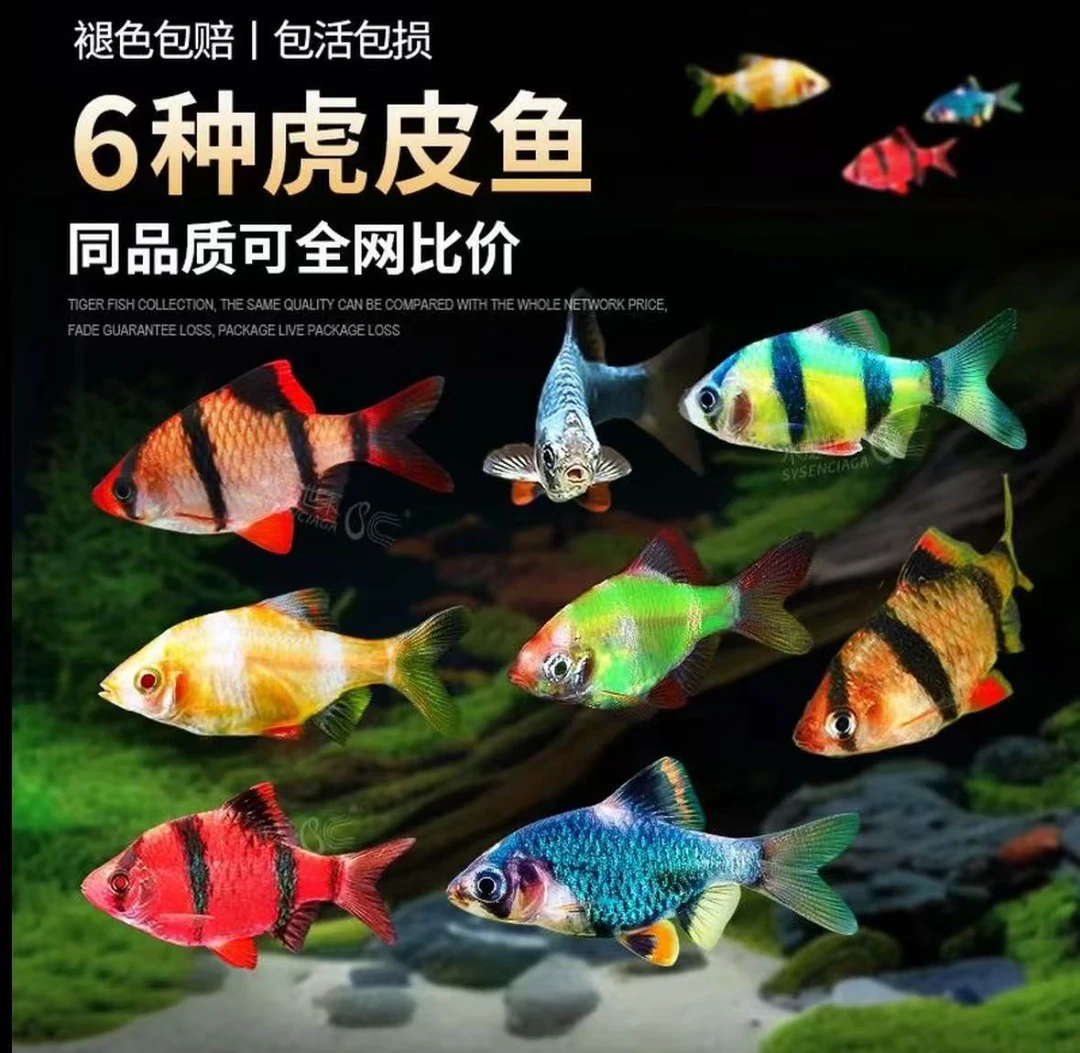 【发顺丰】四间虎皮鱼小型鱼耐养活适合新手观赏鱼小型活体发货