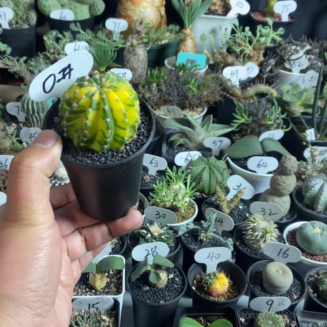 草球锦一个一物一拍