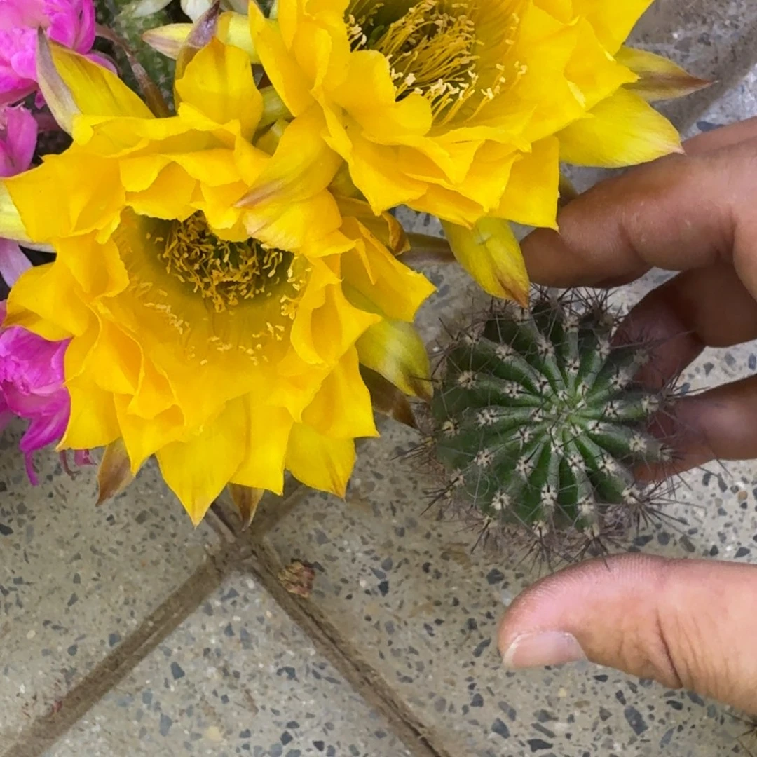 32彩草35歪4公分左右无根侧牙，20包邮