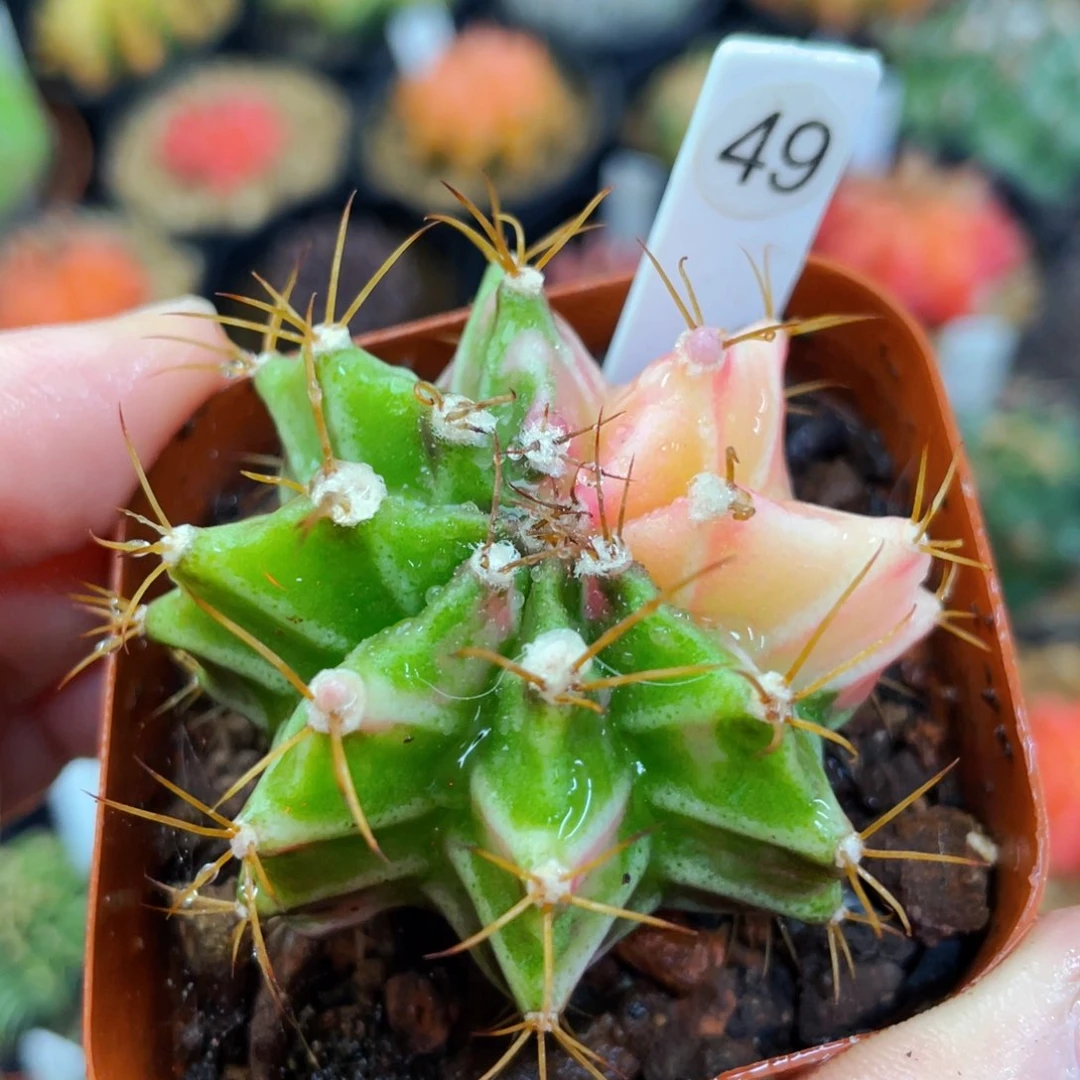 盆5公分满25包邮裸根发货