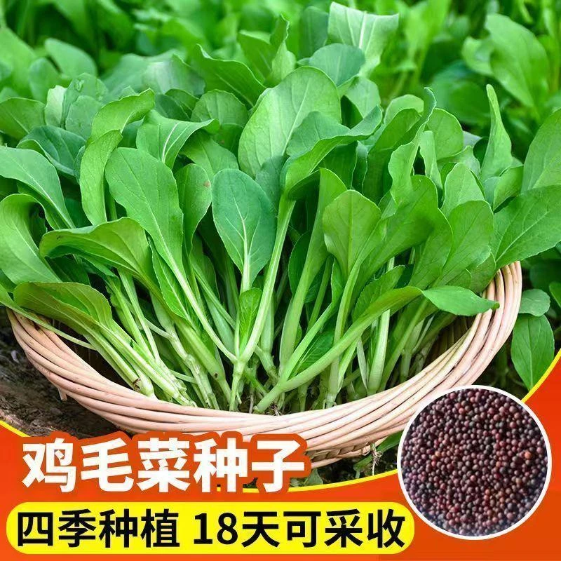【满5包包邮】鸡毛菜种子小白菜籽种上海青菜种籽四季播蔬菜种子