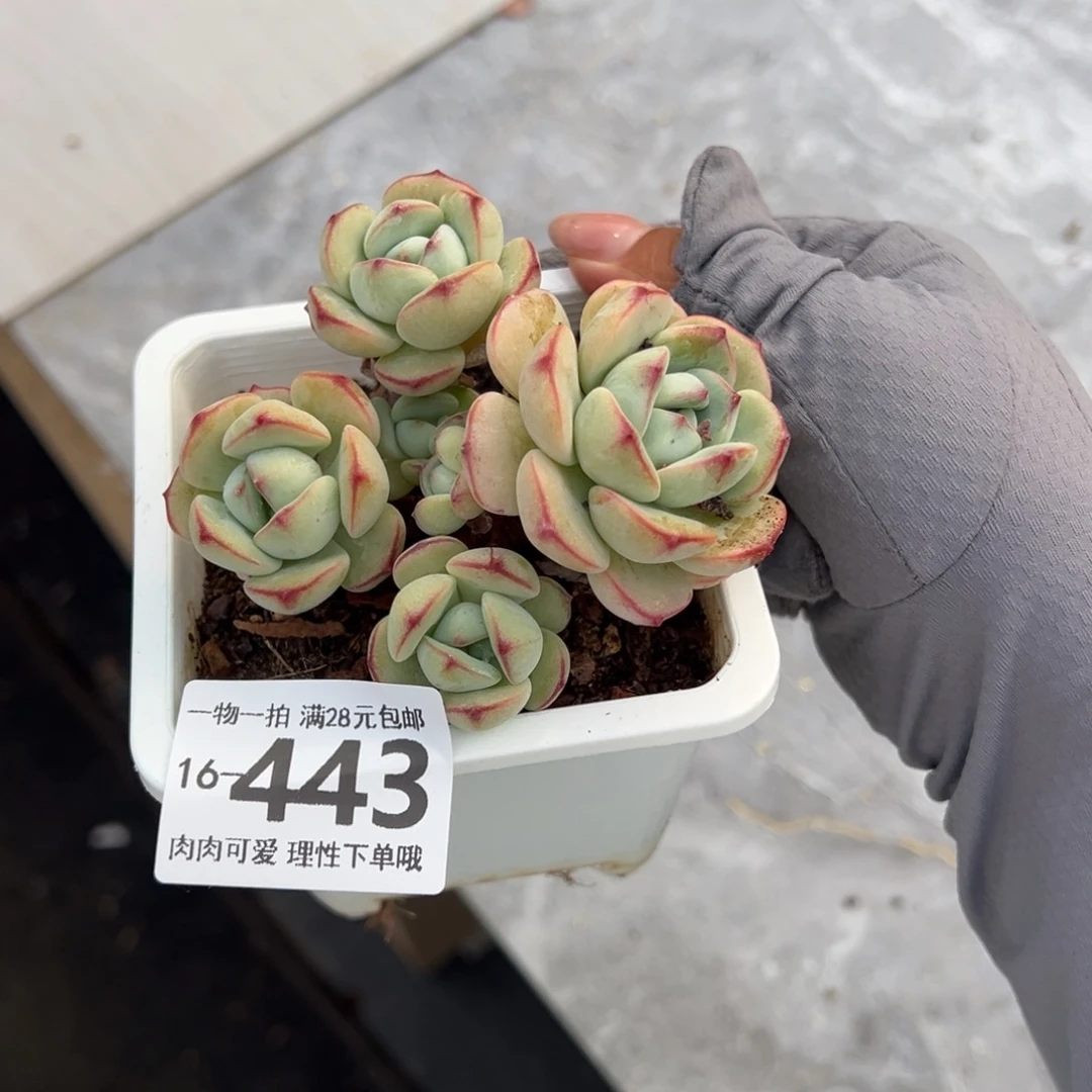 白底香草老桩多肉多肉多肉多肉