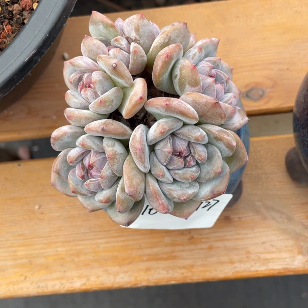 10-10-127静好多肉园艺