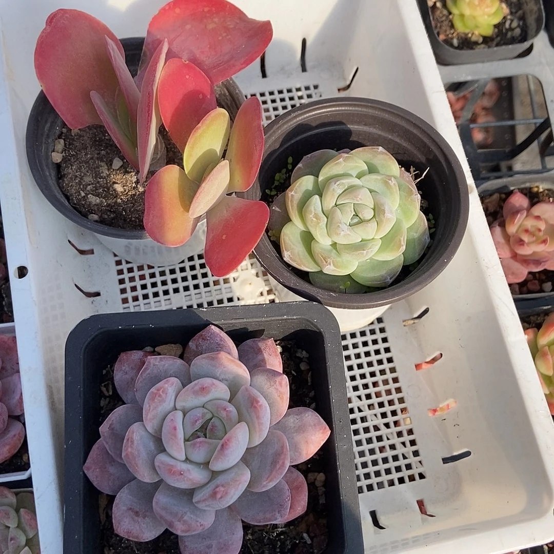 玉***姐金泰家多肉，糖印福利