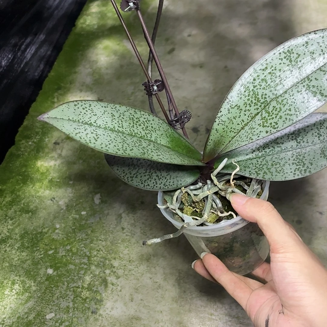 当前无花朵，栽培后可花朵A535yss1171贵族西交玛丽