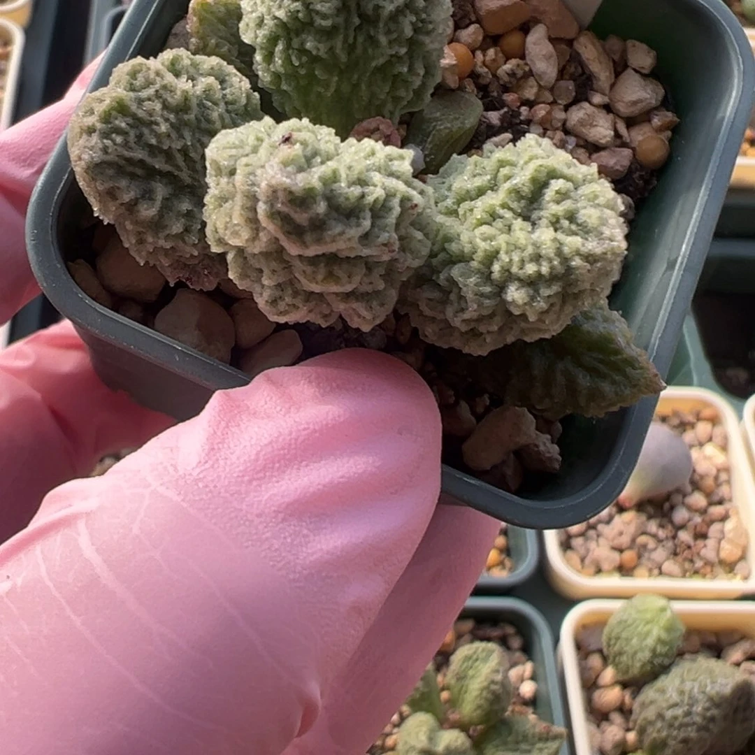 675好看实生水泡一颗