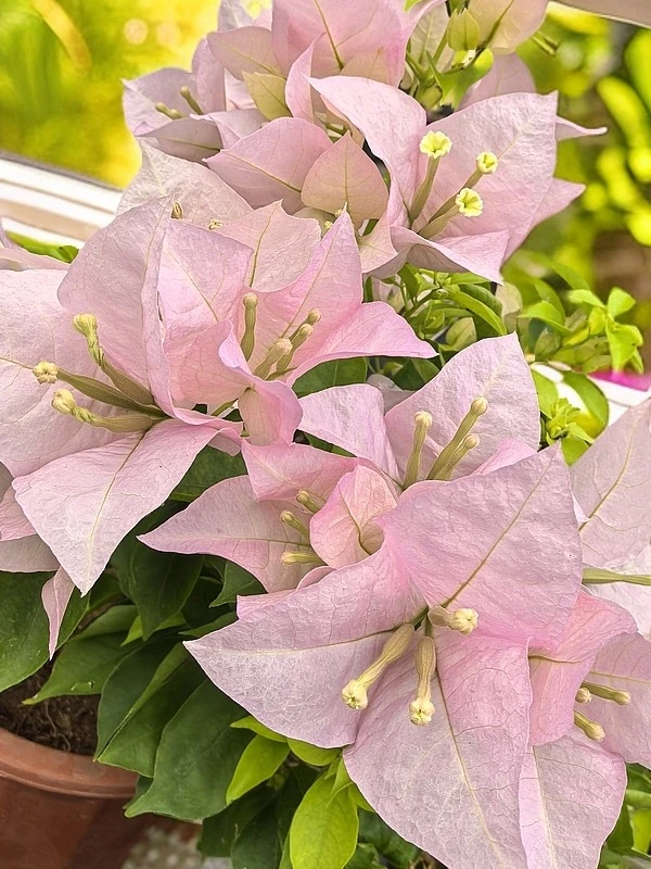 【粉天使】三角梅浅粉色花含盆喜阳爬藤阳台庭院嫩粉色好养勤花四季