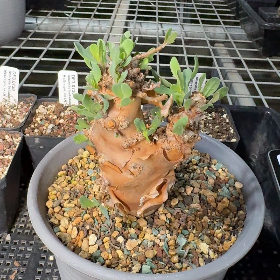 大籽厚敦菊一个带盆