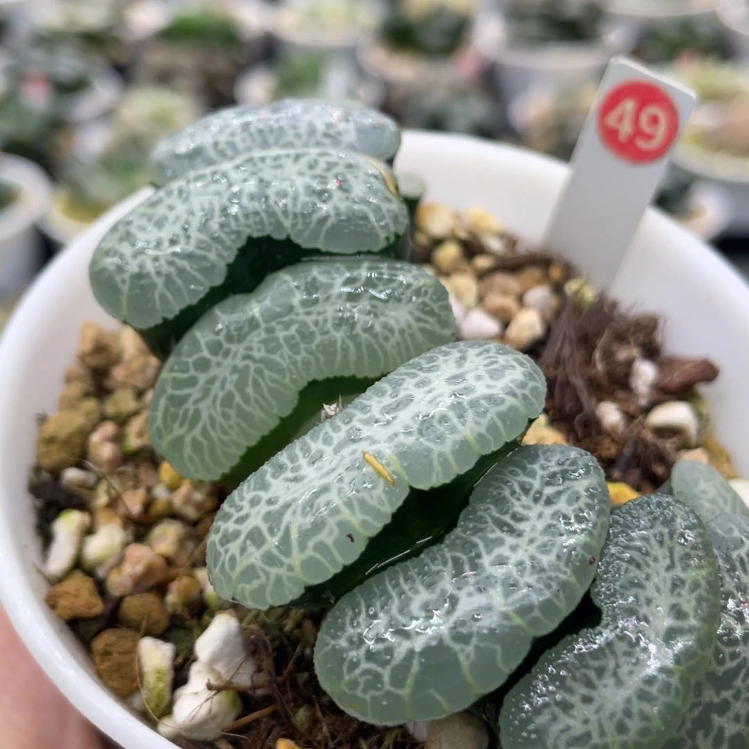 49 终极蓝玉扇1111111111