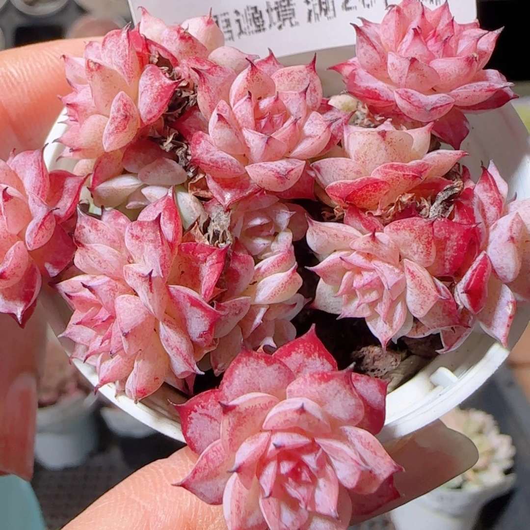 花语多肉1221-86紫魔散