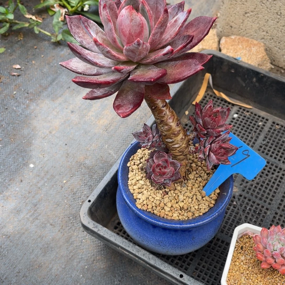 小*主69红糖卡多肉