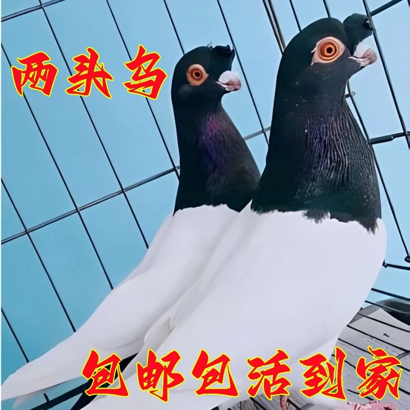 【两头乌鸽子】出售活体鸽子观赏鸽两头乌种鸽青年鸽一对包邮包活