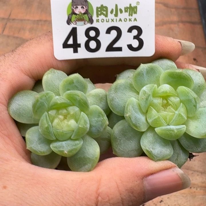 多肉植物多肉植物