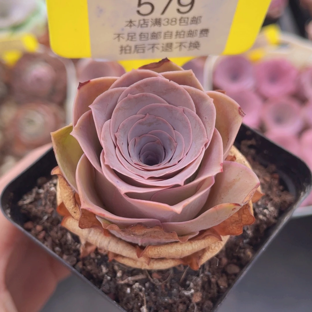 山地玫瑰579满38包邮裸根发货
