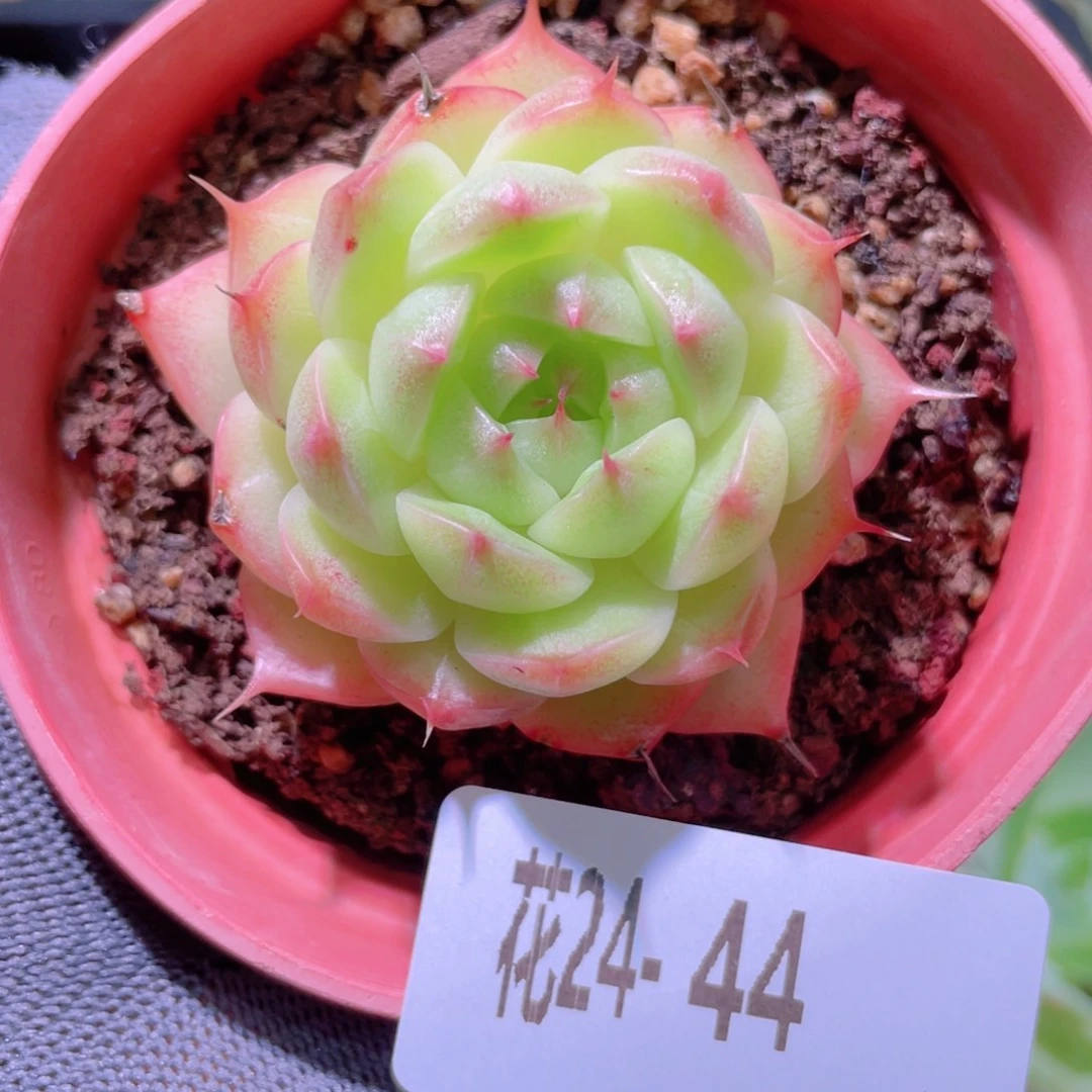 花利美24-44海王