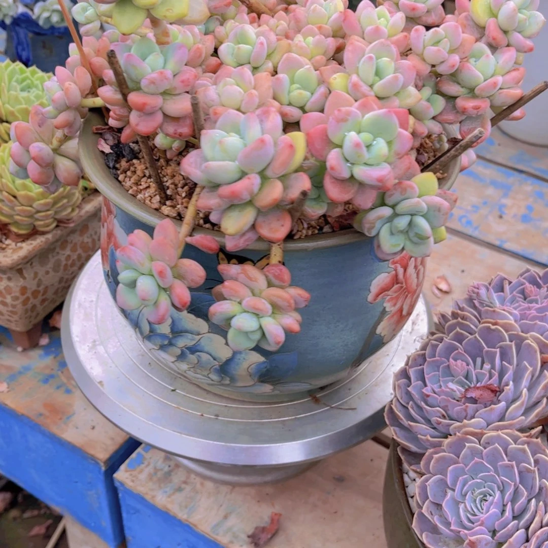 冉*多肉植物保护研究所