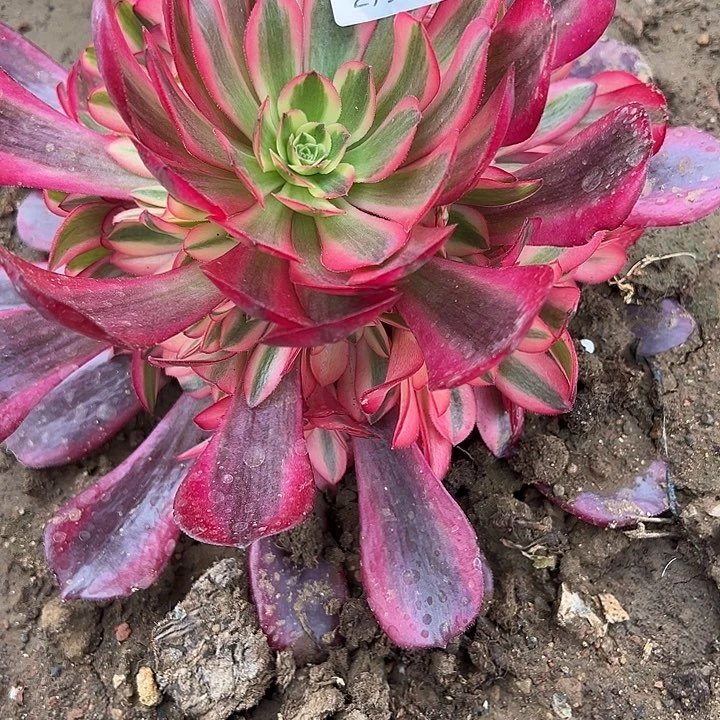 2.22-56美杜莎多肉