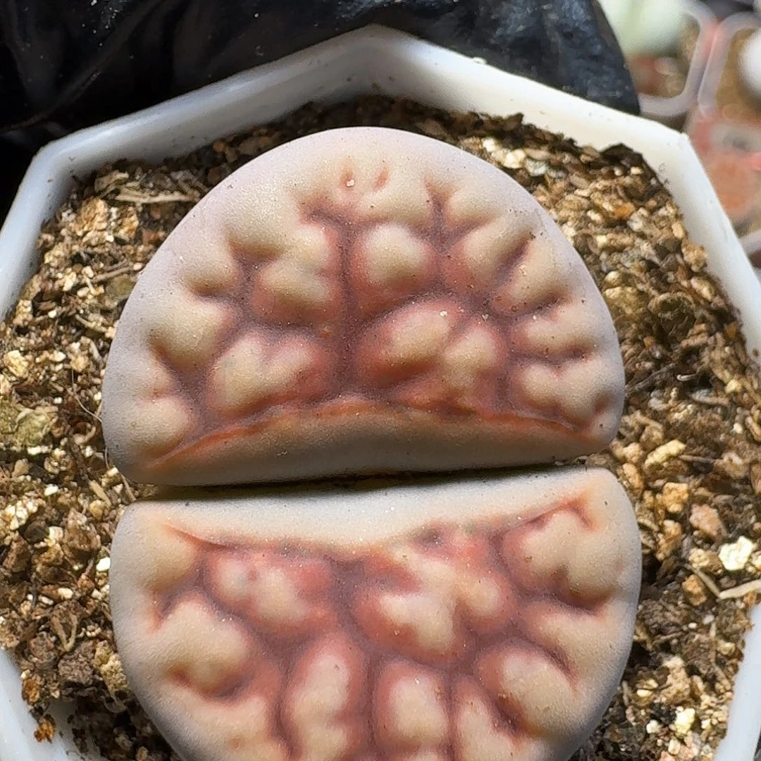 花****生石花111111      227