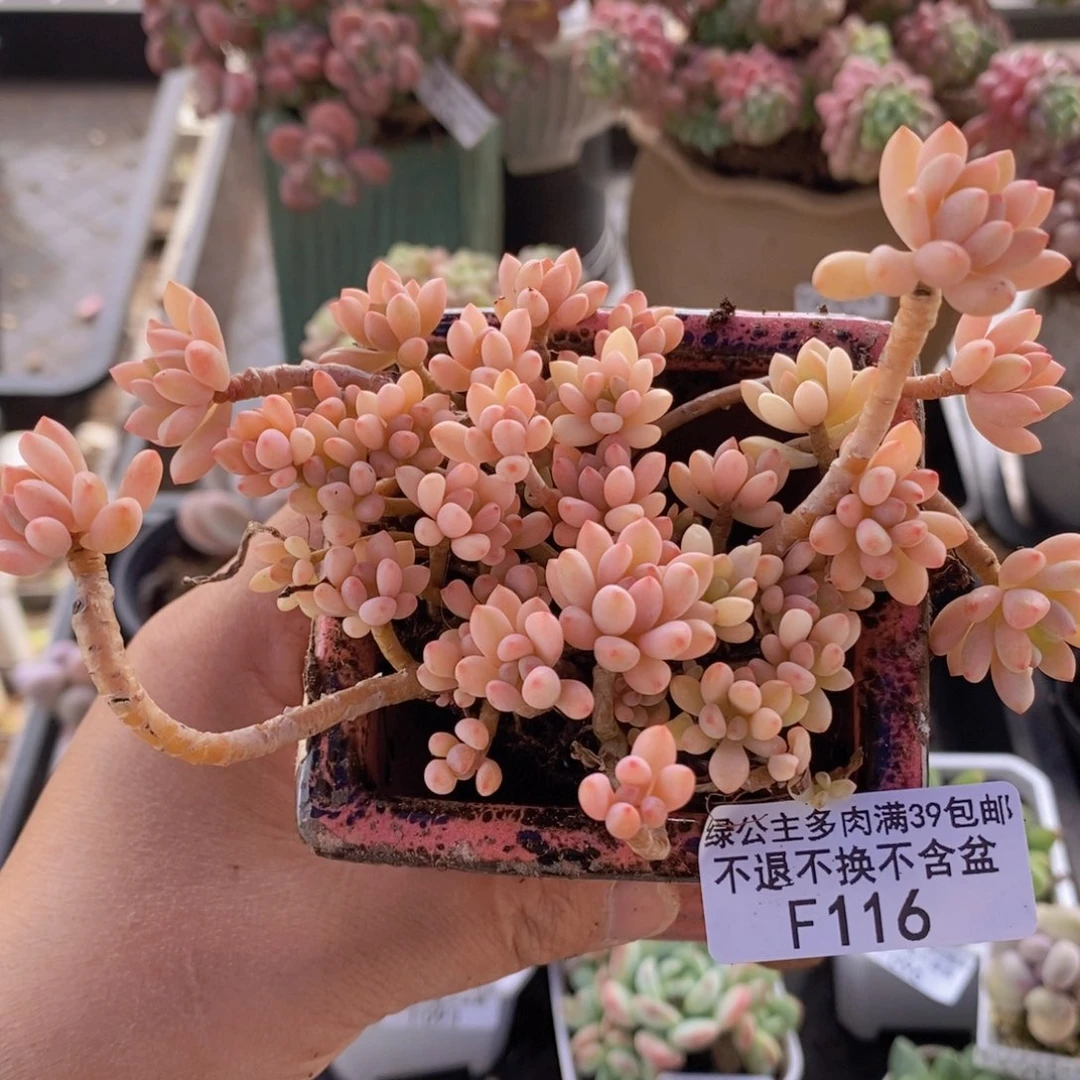 绿豆锦有砍8cm116多肉植物