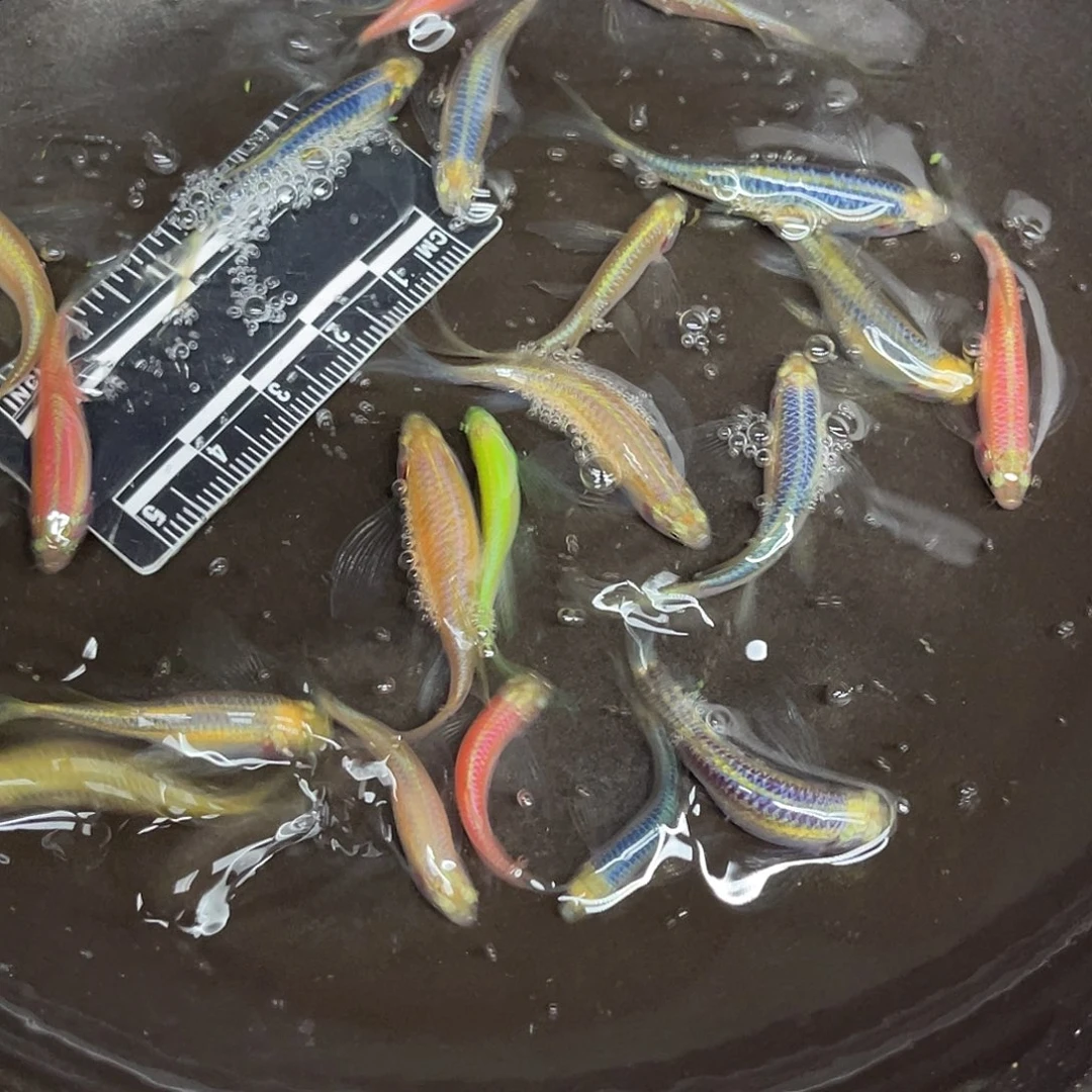 蓝鲨26号哈哈哈哈哈哈