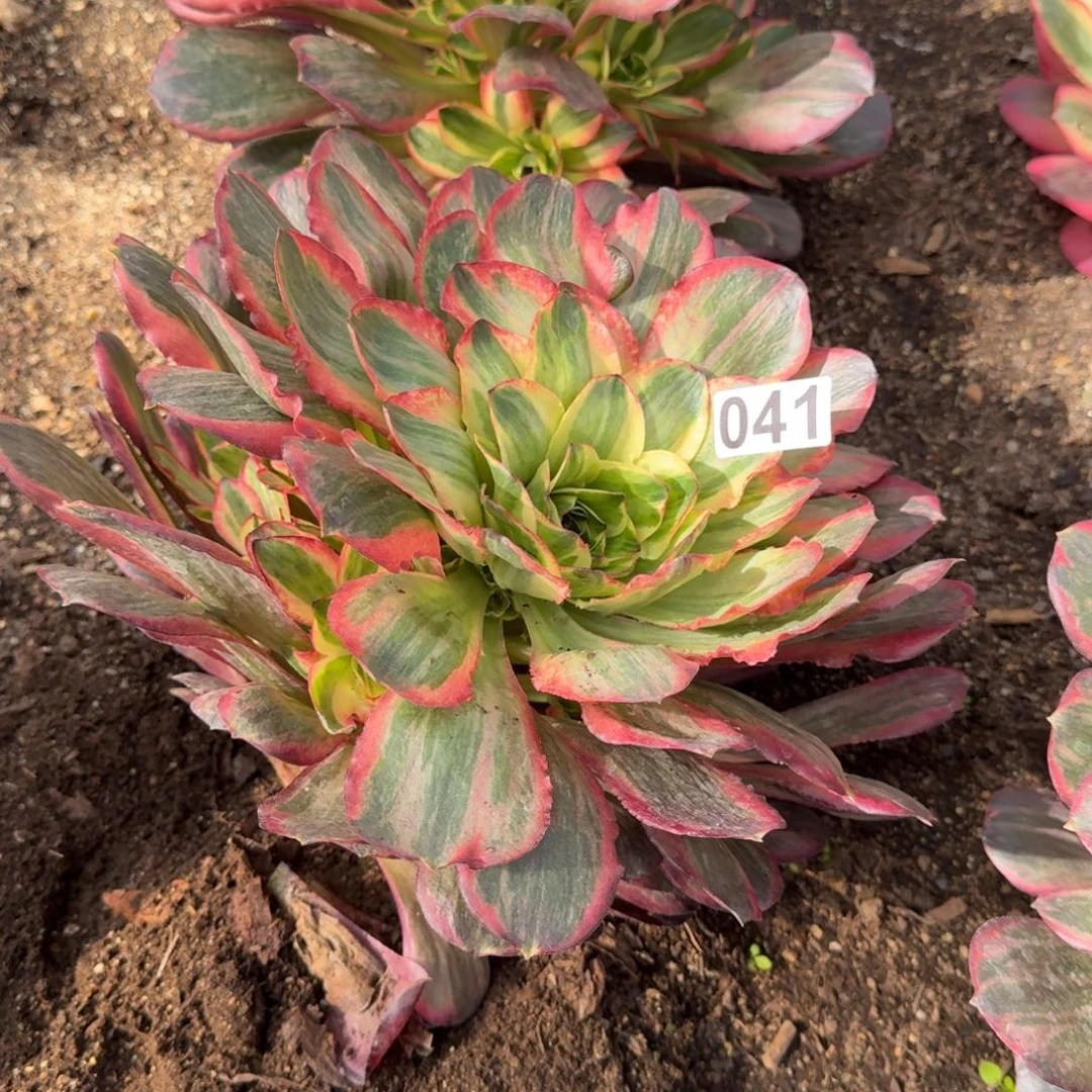 大***图041多肉植物魅金玫瑰锦头歪