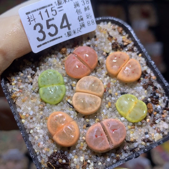 精品生石花115.354