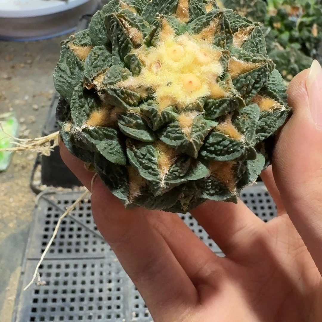 004号仙人球萝卜根