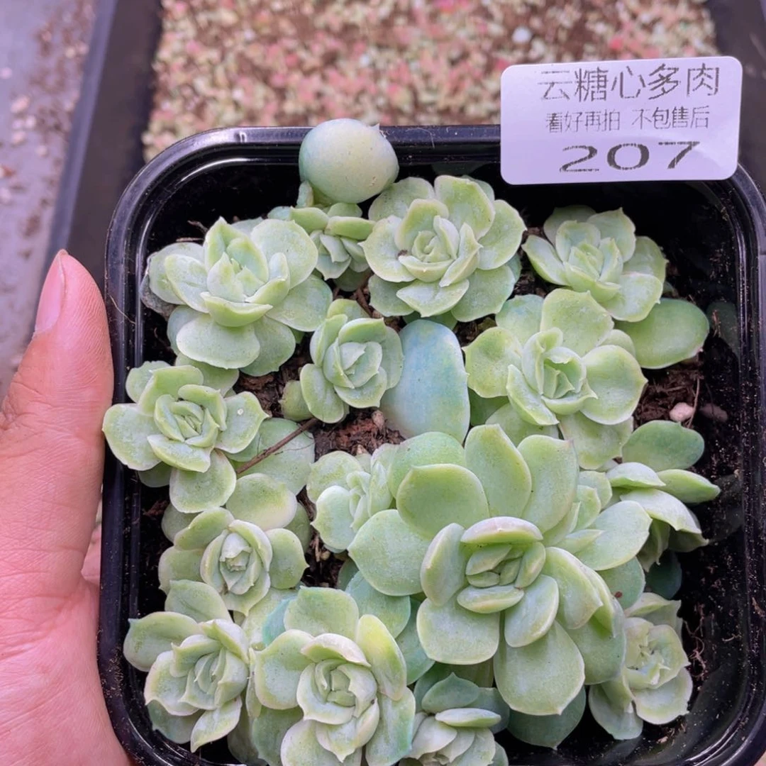 云糖心多肉植物207
